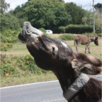 donkey - summer